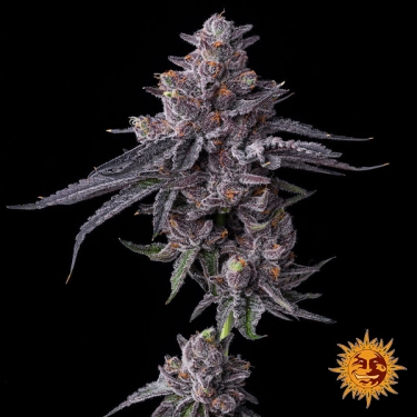 Graines féminisées Zillions de Barney's Farm | Saveur de bonbon