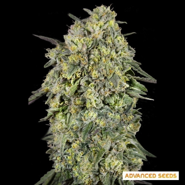 Papaya Triploid d'Advanced Seeds