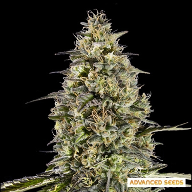 Runtz Triploid d'Advanced Seeds