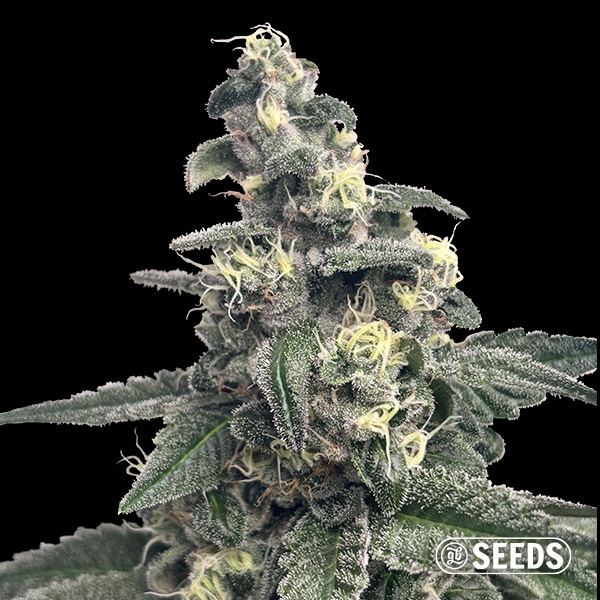 Blue Monster GB Seeds