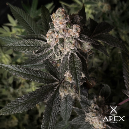 Grape Pie d'Apex Seeds | Puissance, saveur et résine