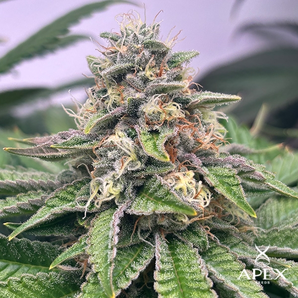 Voir Monchi Gelatto d'Apex Seeds | Production élevée et profil doux