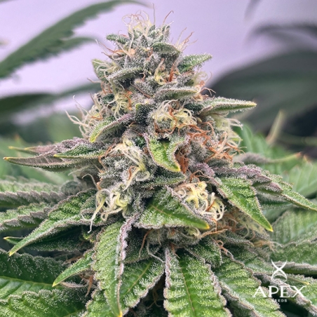 Monchi Gelatto d'Apex Seeds | Production élevée et profil doux