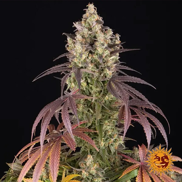 Voir Lemon Cherry Gelato Barneys Farm x Backpack Boyz