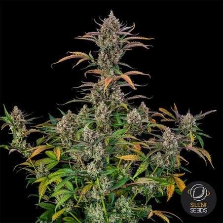 Rainbow Breath Auto