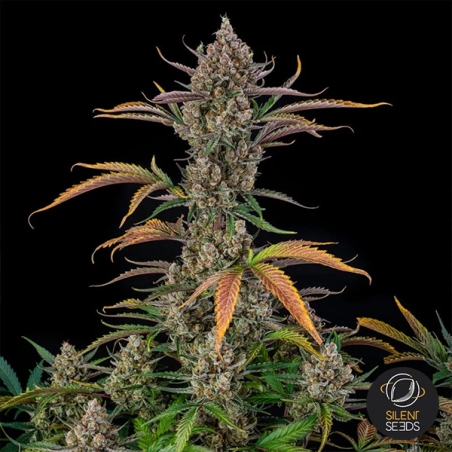 Rainbow Breath Auto latéral