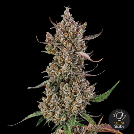 Rainbow Breath Auto central