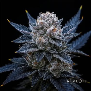 Guava Ice Cream Triploid | Graine féminisée GB