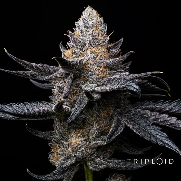Voir White Diamond Triploide | Graine féminisée GB