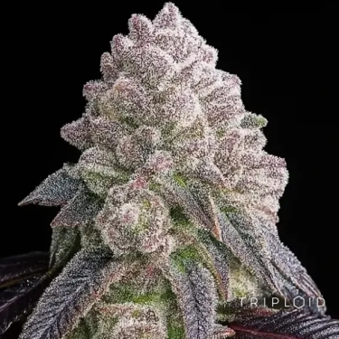 Tropical Sherbberry | Graine féminisée triploïde premium