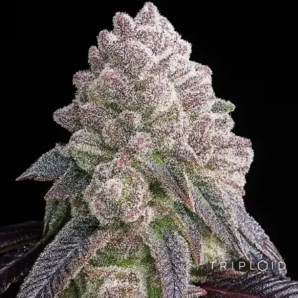 Voir Tropical Sherbberry | Graine féminisée triploïde premium