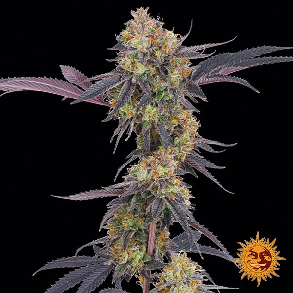 Tropicana Cherry – Hybride à dominante sativa | GB The Green Brand