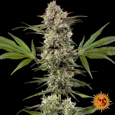 Banana Runtz F1 Hybrid : plante entière