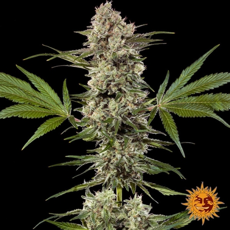 Banana Runtz F1 Hybrid : plante entière