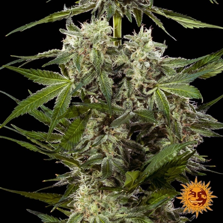 Banana Runtz F1 Hybrid : photo des fleurs