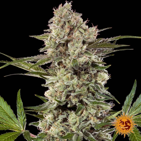 Banana Runtz F1 Hybrid : fleur centrale