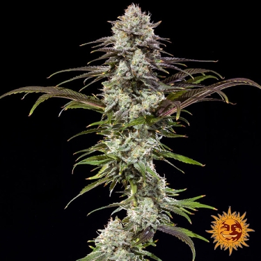 London Pound Cake F1 Hybrid : photo de la plante