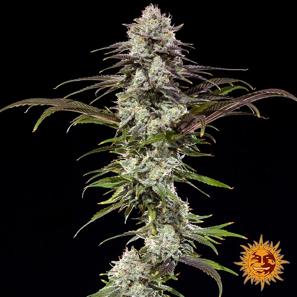 Voir London Pound Cake F1 Hybrid : photo de la plante