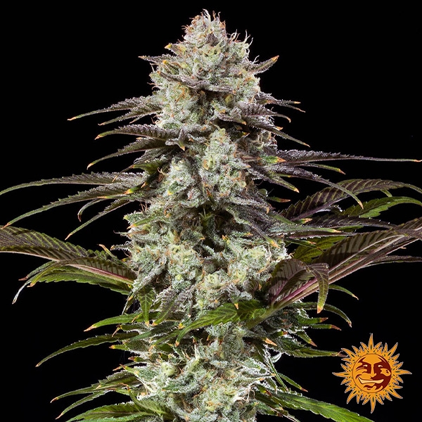 London Pound Cake F1 Hybrid : fleur centrale