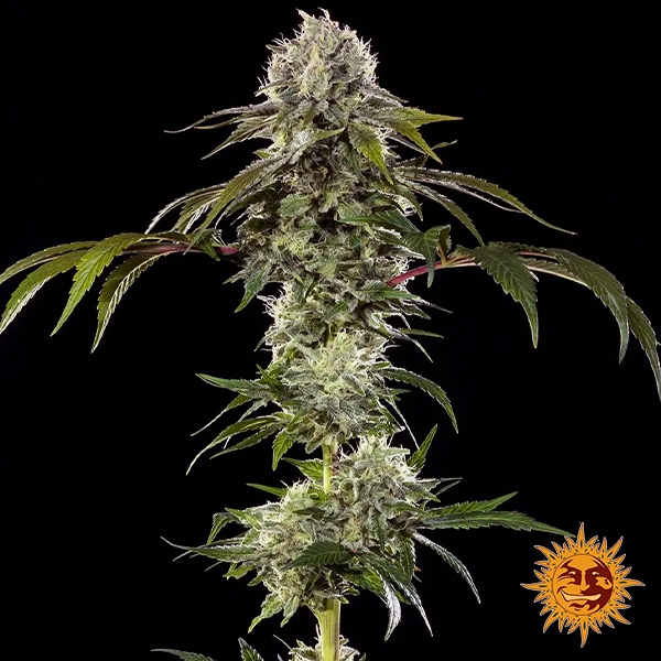 Voir Durban Poison F1 Hybrid plante