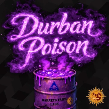 Durban Poison F1 Hybrid