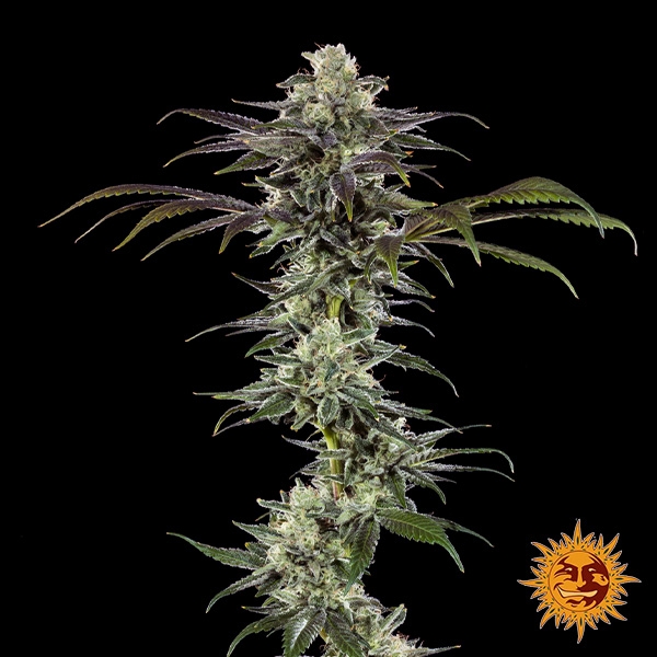 Voir RS11 F1 hybride plante