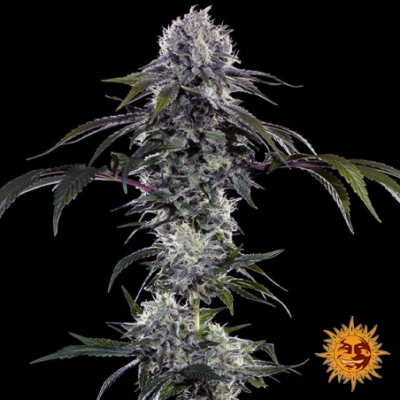 Durban Z F1 Hybrid plante