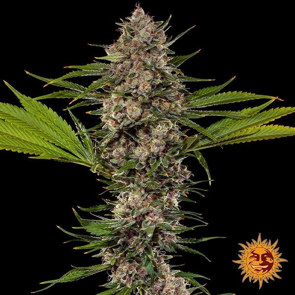 Voir MAC 1 F1 Hybrid