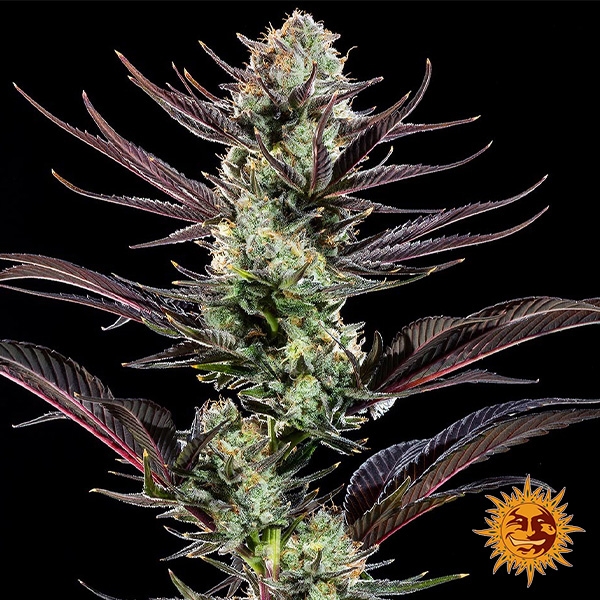 Voir Thin Mint Frosting F1 Hybrid : photo de la plante