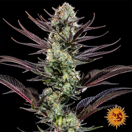 Thin Mint Frosting F1 Hybrid : photo de la plante