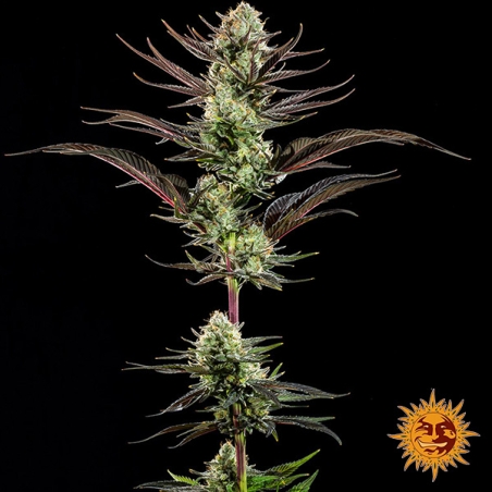 Thin Mint Frosting F1 Hybrid : plante entière
