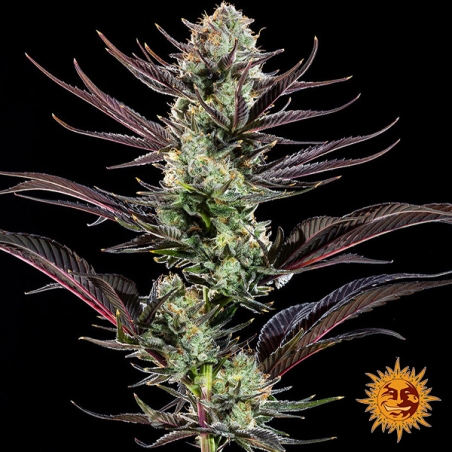 Thin Mint Frosting F1 Hybrid : fleur centrale