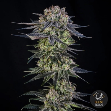 Julian Marley Special by Julian Marley fleur centrale