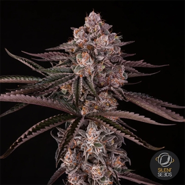 Jamaican Sunset par Julian Marley | GB