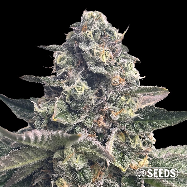 Voir Banana Kush Regular