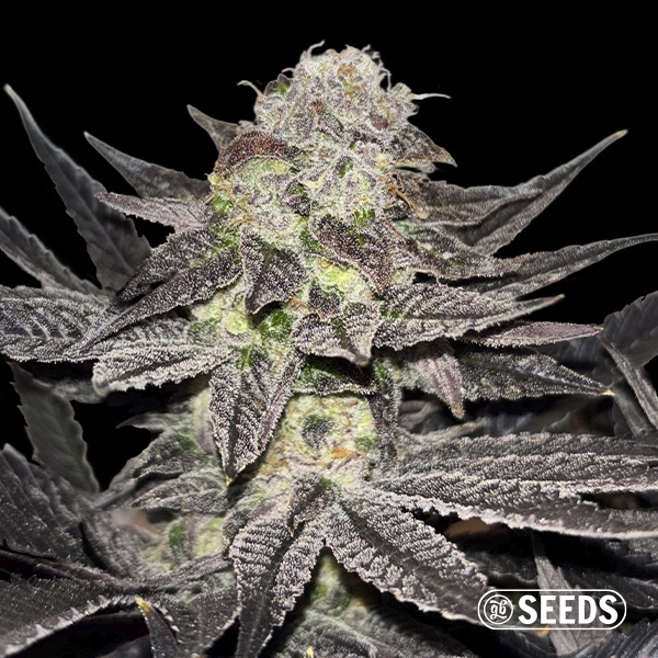 Voir Miracle Alien Cookies Regular
