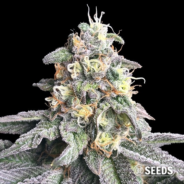Voir Zkittlez Regular