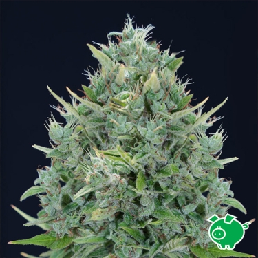 Txomango Auto de Genehtik | Graine autofloraison tropicale