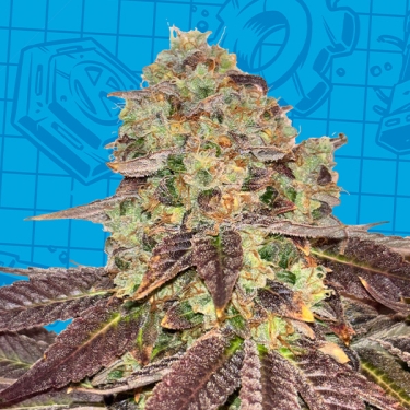 Biscotti K-Mintz Ripper Seeds x GB | Édition limitée