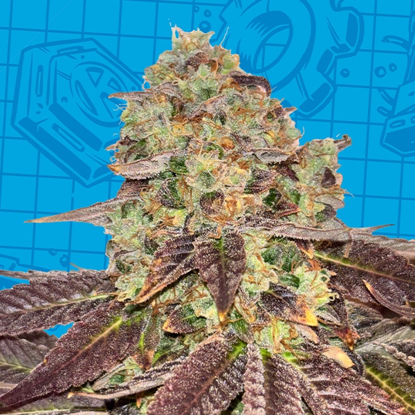 Biscotti K-Mintz Ripper Seeds x GB | Édition limitée