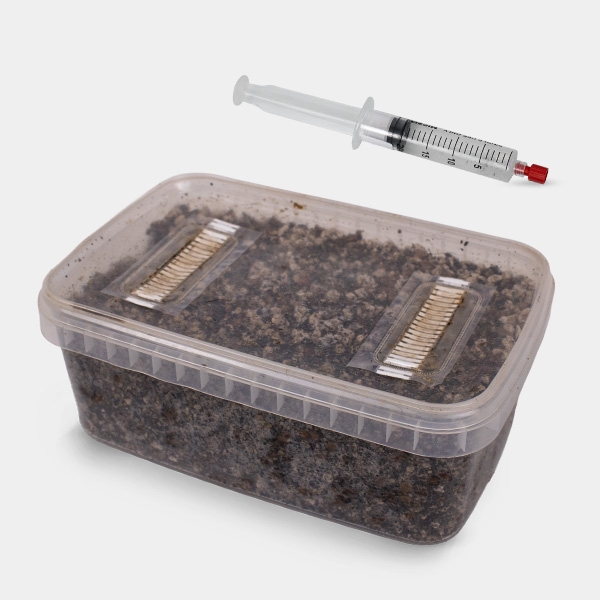 Voir Kit d'étude microscopique de spores de champignons (+ Tupperware)