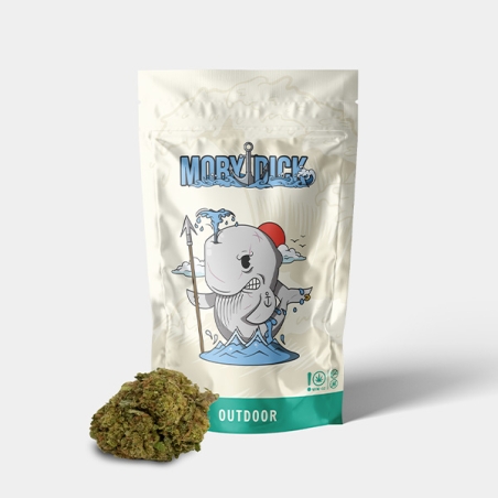 Fleurs CBD GB Outdoor 'Moby Dick' - GB The Green Brand