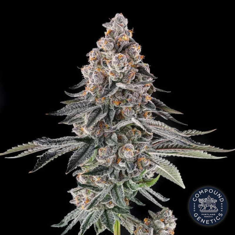 Mailbox Money de Compound Genetics