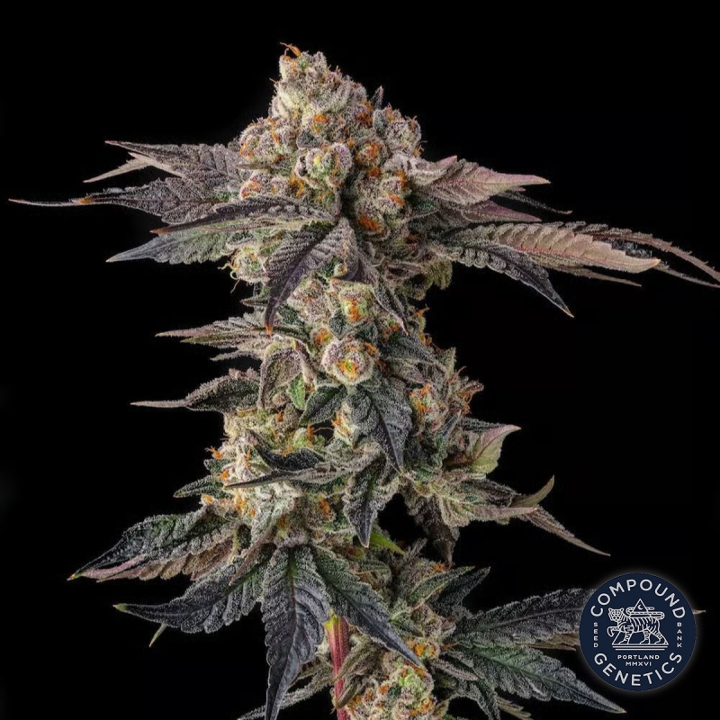 View Pamellowz de Compound Genetics | Graines féminisées en ligne