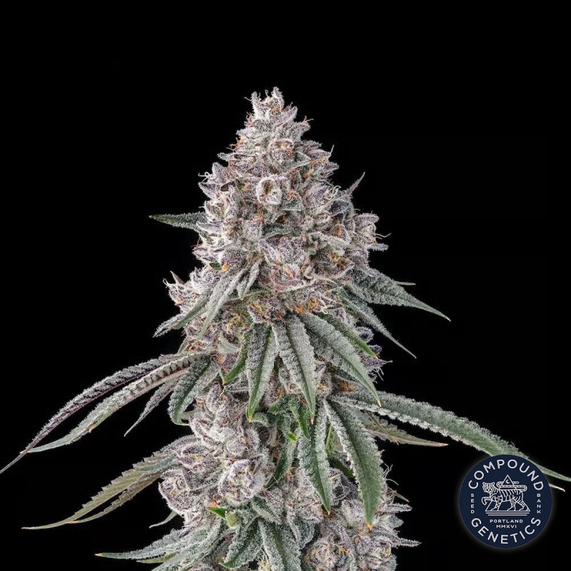 View Lemon Chain Compound Genetics | Graines féminisées