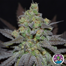 View Golosa XL Auto de Delicious Seeds