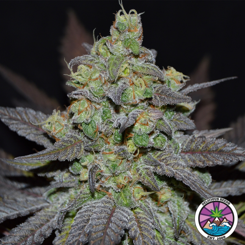 View Golosa XL Auto de Delicious Seeds