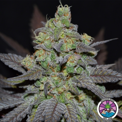 Golosa XL Auto de Delicious Seeds