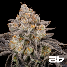 Gorilla Cookies Fast Fast Buds - GB The Green Brand