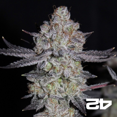 Tropicana Cookies Fast - GB The Green Brand